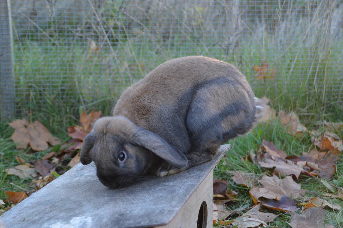 Kanin Eskirs Ziyu Al Yaqoub billede 8