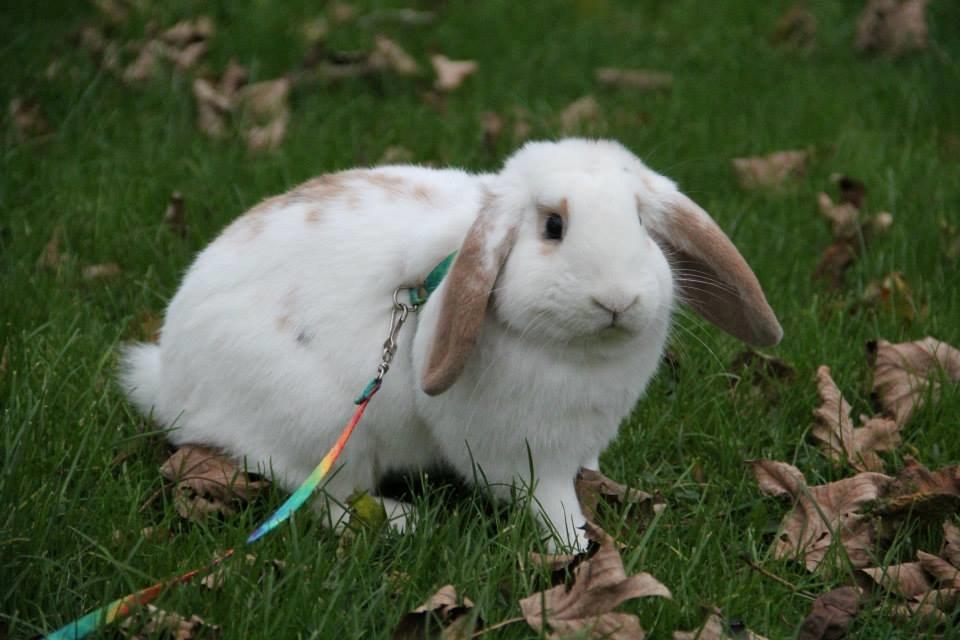 Kanin Eskirs Ch. Nio Boogaloo billede 2