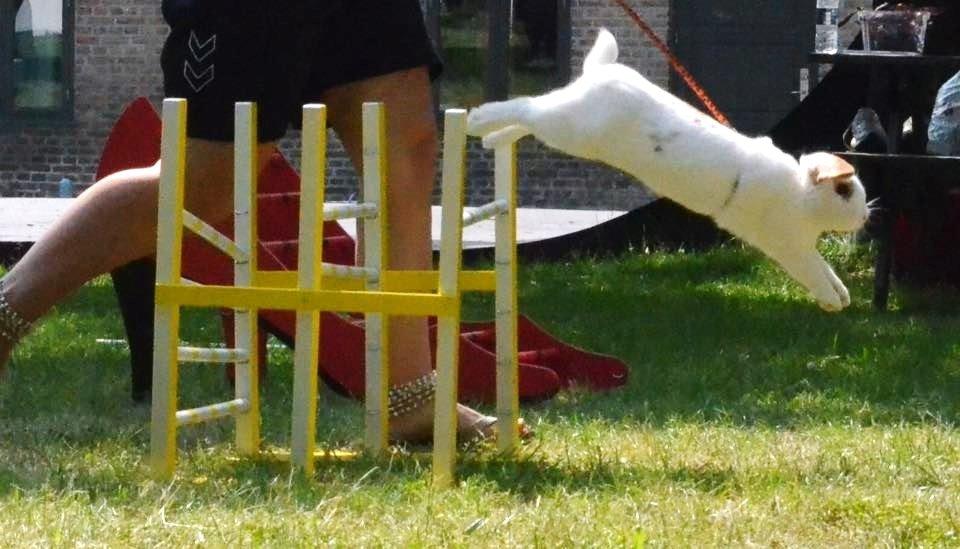 Kanin Eskirs Ch. Nio Boogaloo billede 5