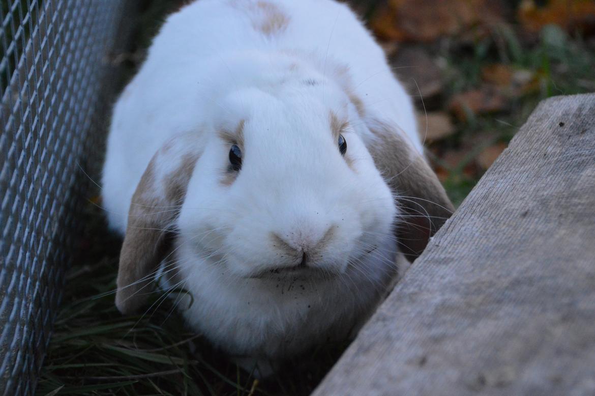 Kanin Eskirs Ch. Nio Boogaloo billede 9