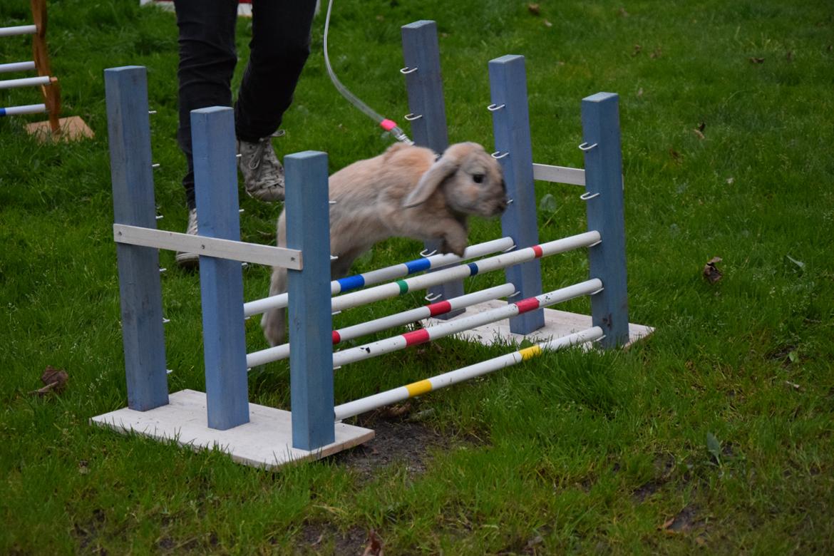 Kanin Wedervangs Spike Af Hyben billede 8