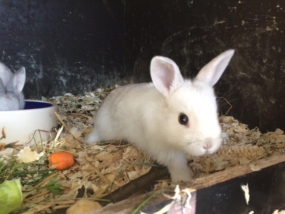 Kanin Engegård's Merle billede 2