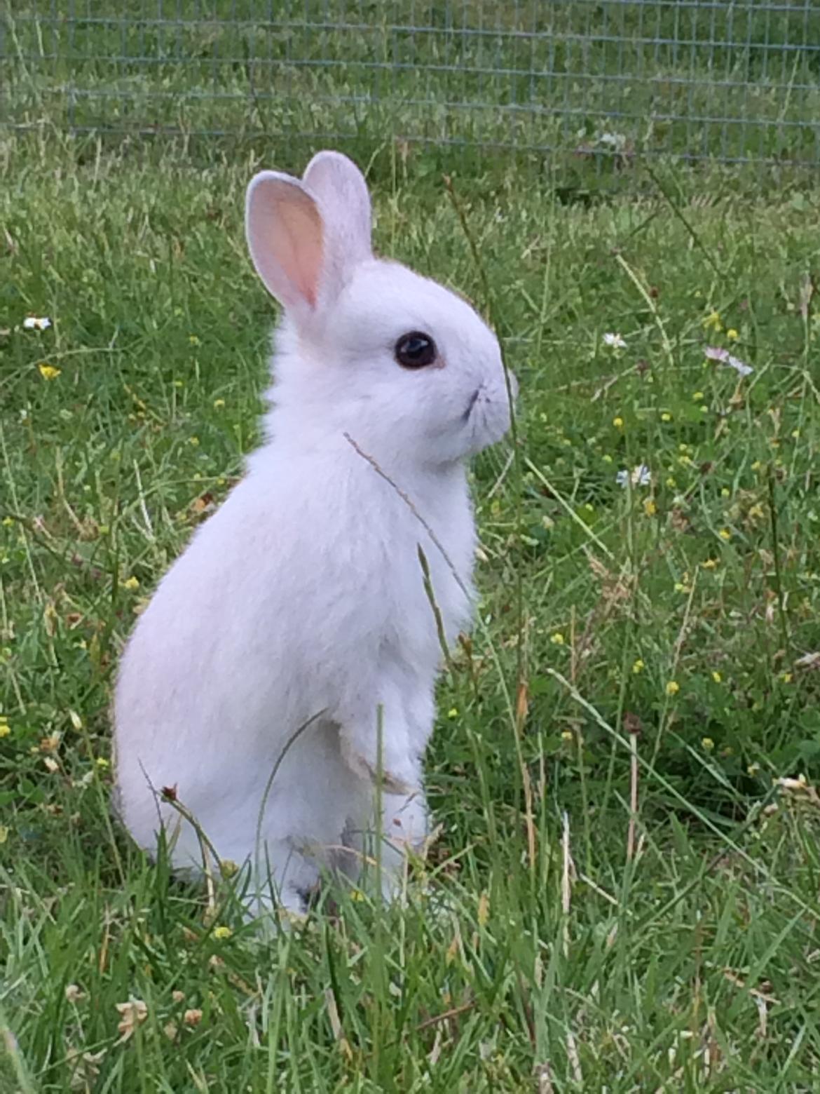 Kanin Engegård's Merle billede 4