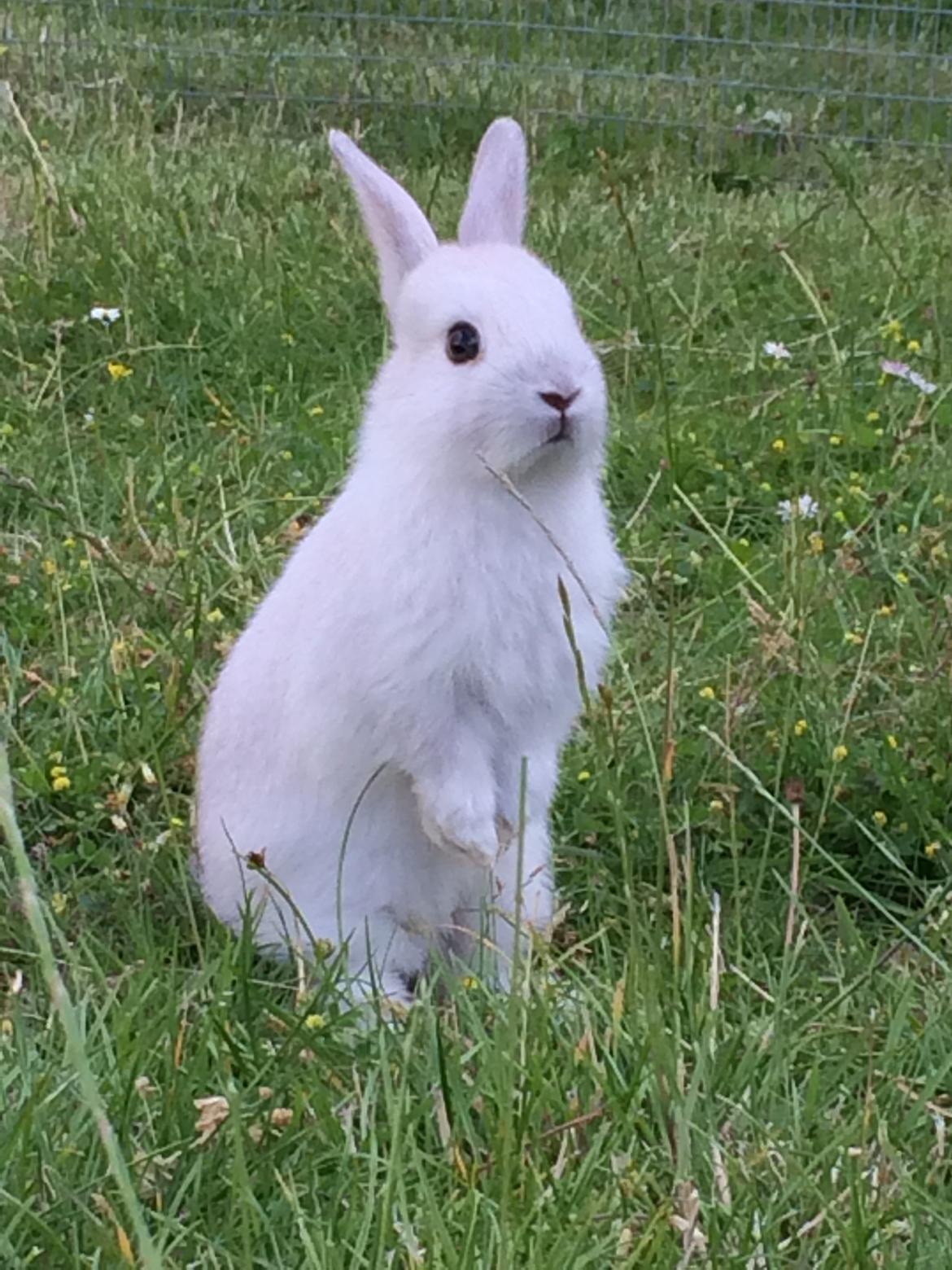 Kanin Engegård's Merle billede 1