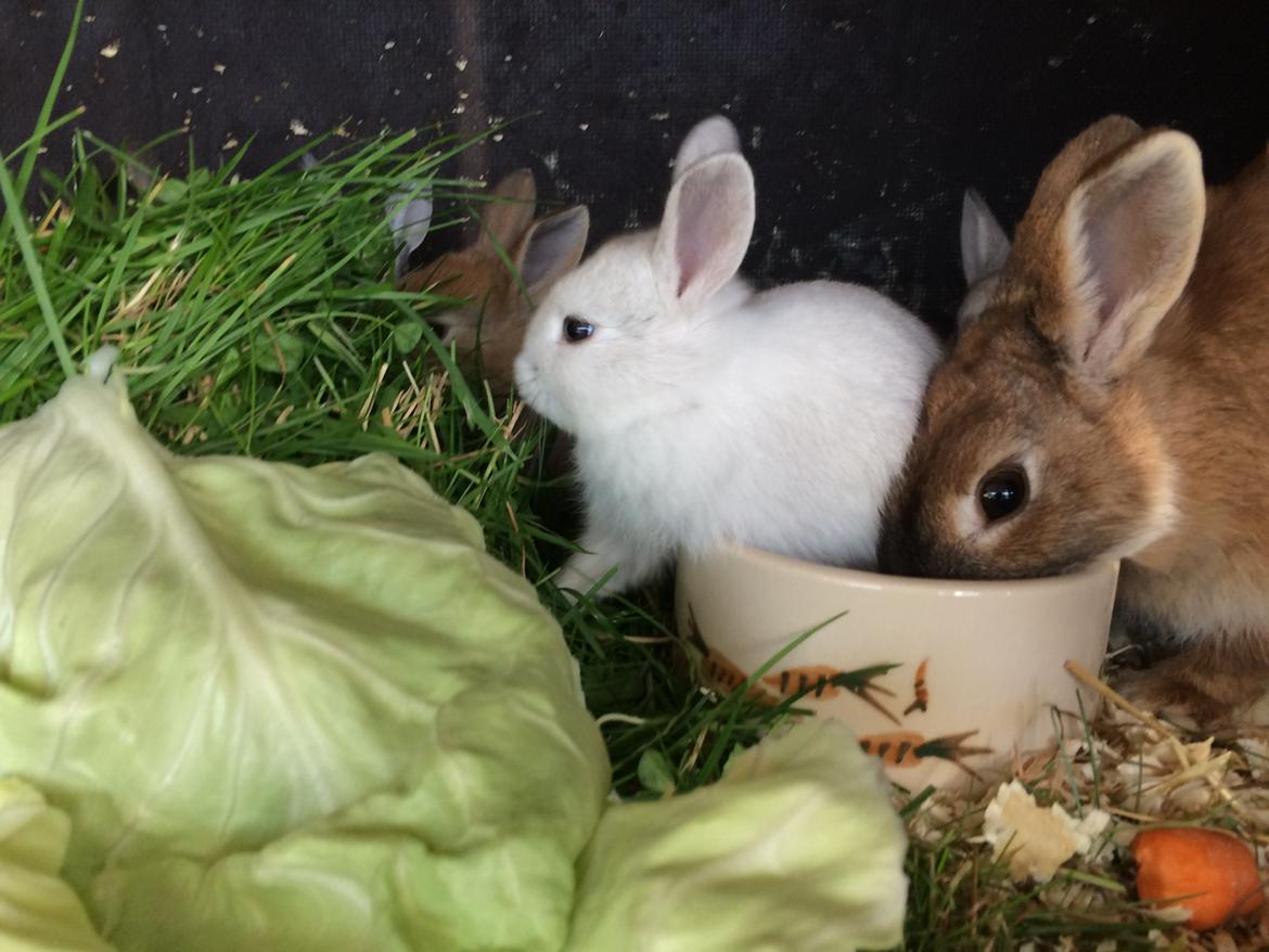 Kanin Engegård's Merle billede 5