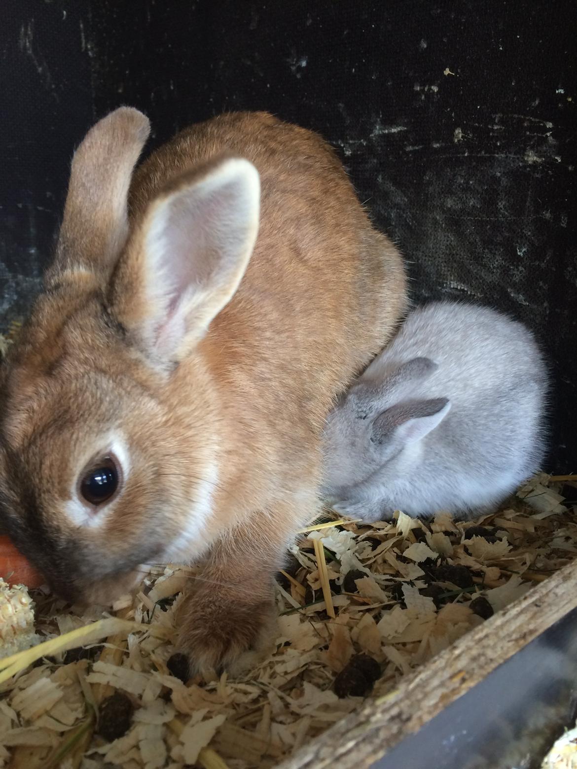 Kanin Engegård's Maluka billede 3