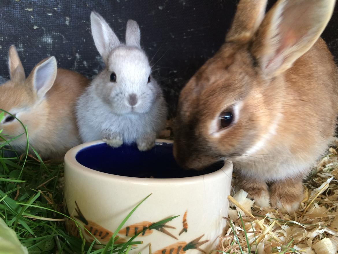 Kanin Engegård's Maluka billede 6