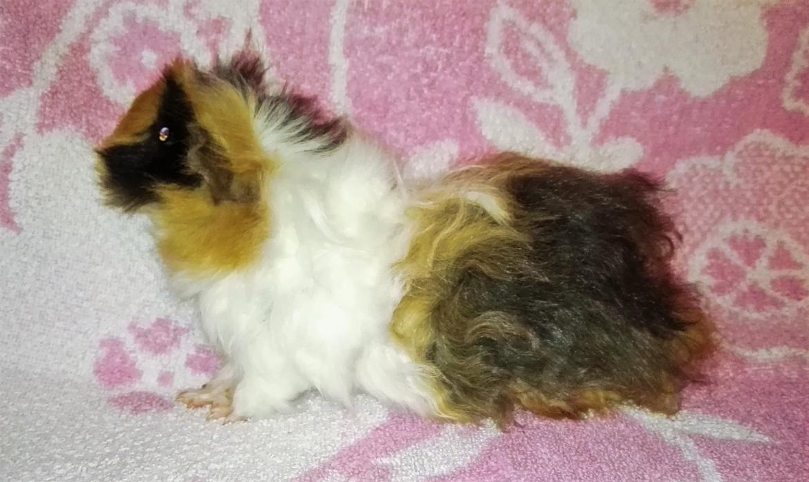 Marsvin Gainesville Rock City Speedy [himmel gris] billede 8