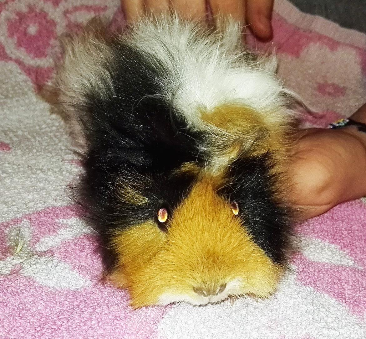 Marsvin Gainesville Rock City Speedy [himmel gris] billede 9