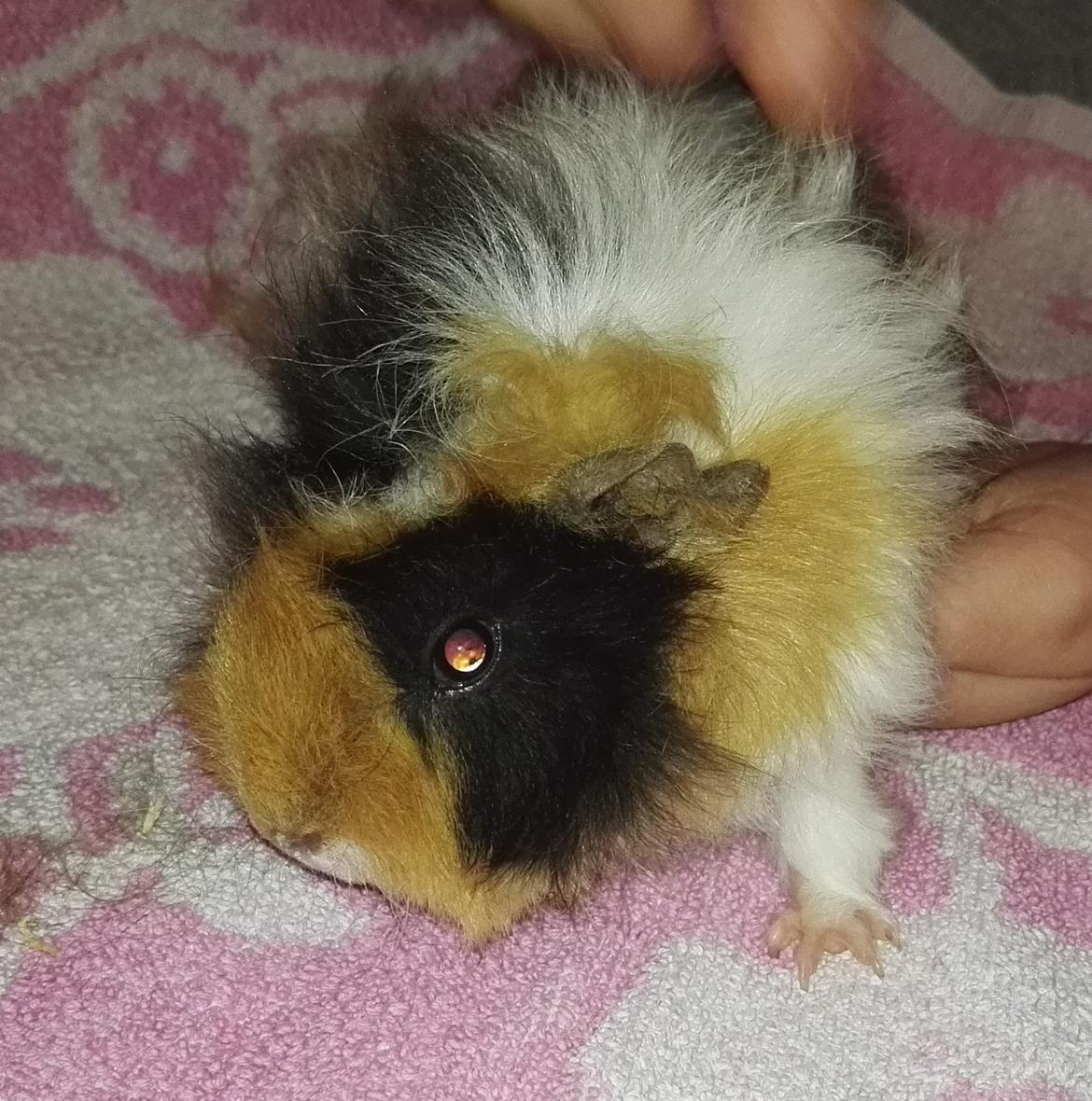 Marsvin Gainesville Rock City Speedy [himmel gris] billede 10