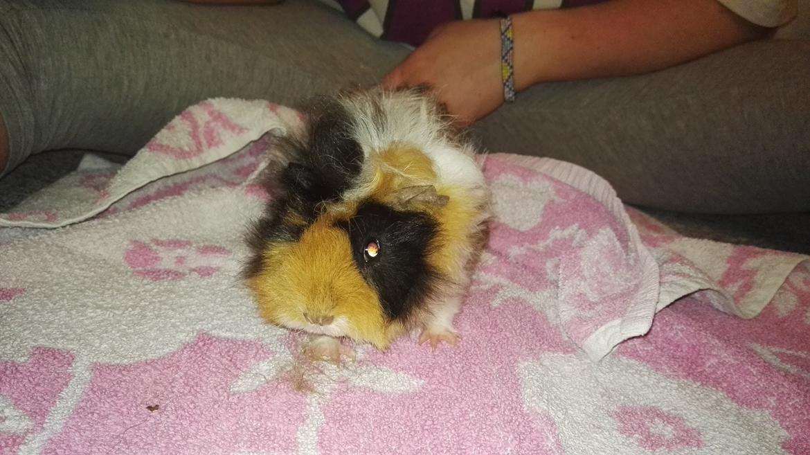 Marsvin Gainesville Rock City Speedy [himmel gris] billede 11