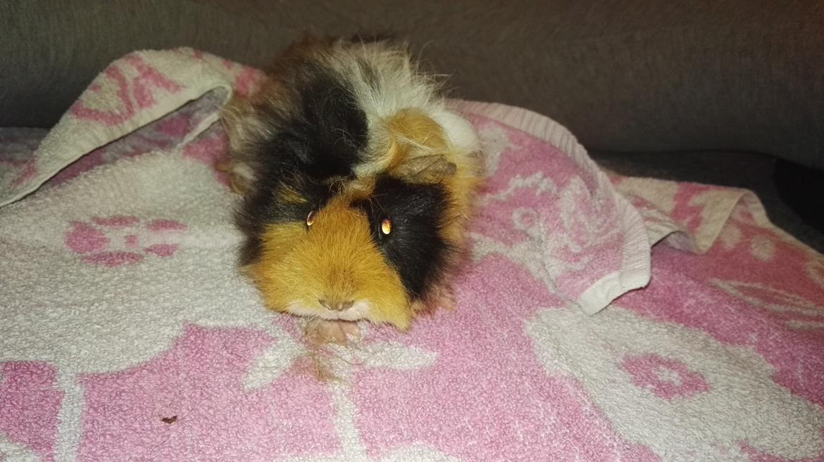 Marsvin Gainesville Rock City Speedy [himmel gris] billede 12