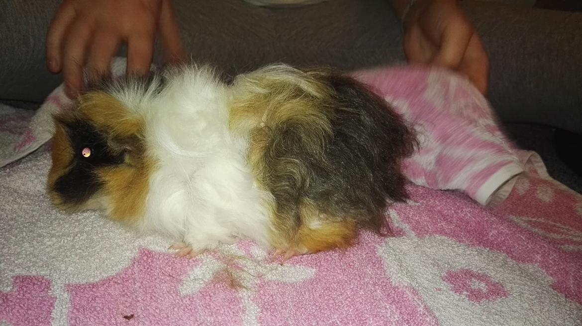 Marsvin Gainesville Rock City Speedy [himmel gris] billede 13