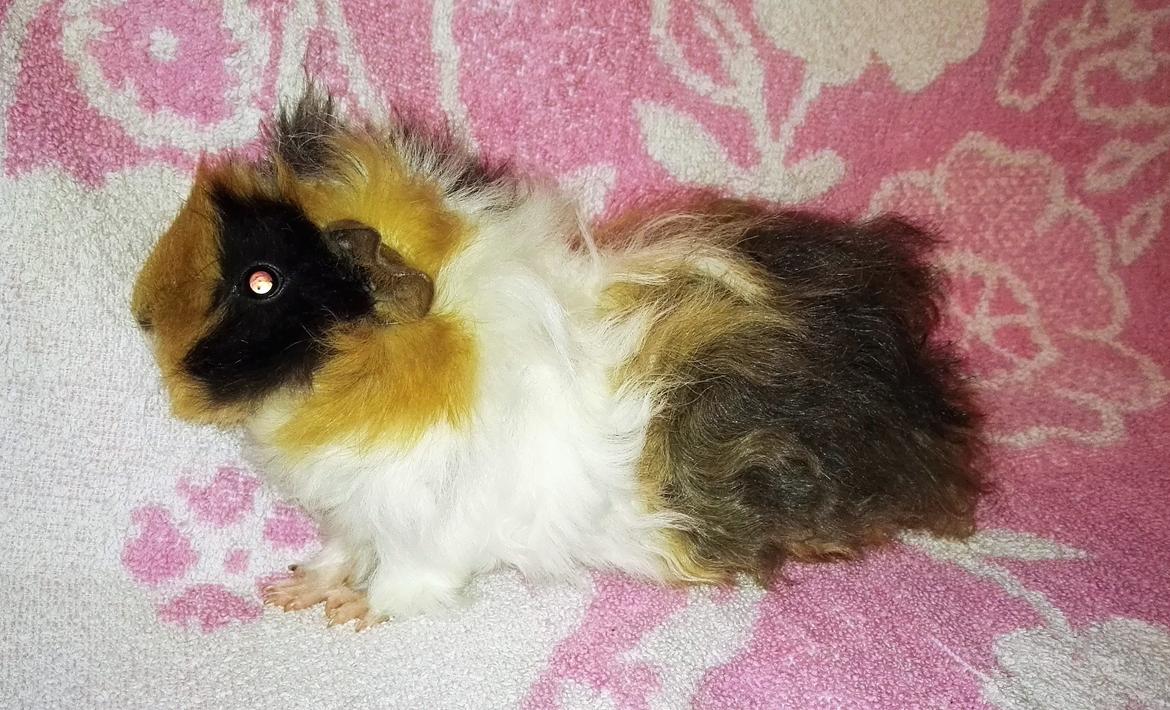 Marsvin Gainesville Rock City Speedy [himmel gris] billede 1