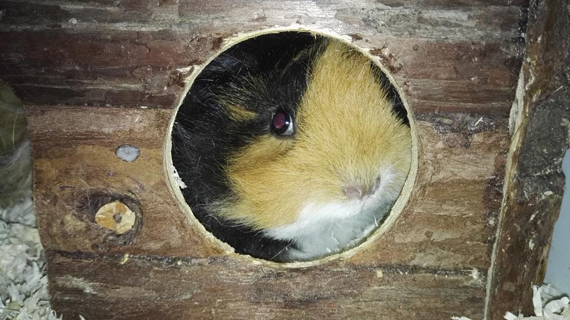 Marsvin Gainesville Rock City Speedy [himmel gris] billede 14