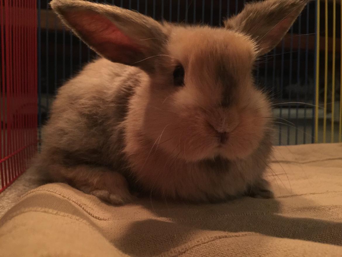 Kanin Cookie?? billede 1