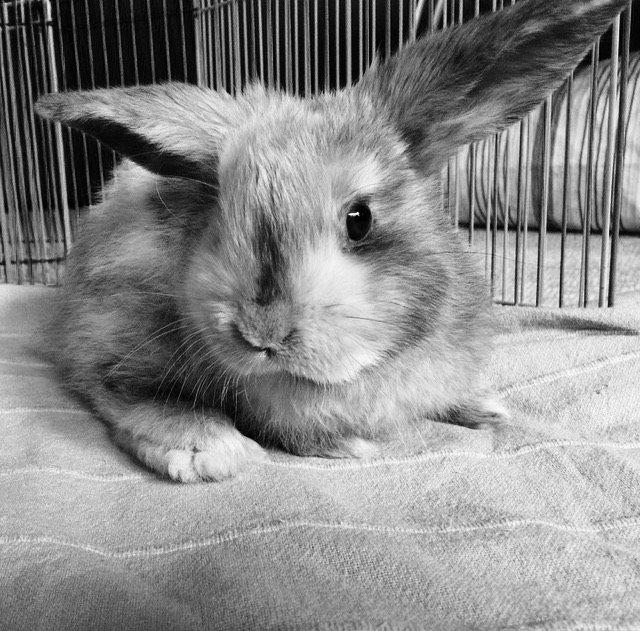 Kanin Cookie?? billede 2