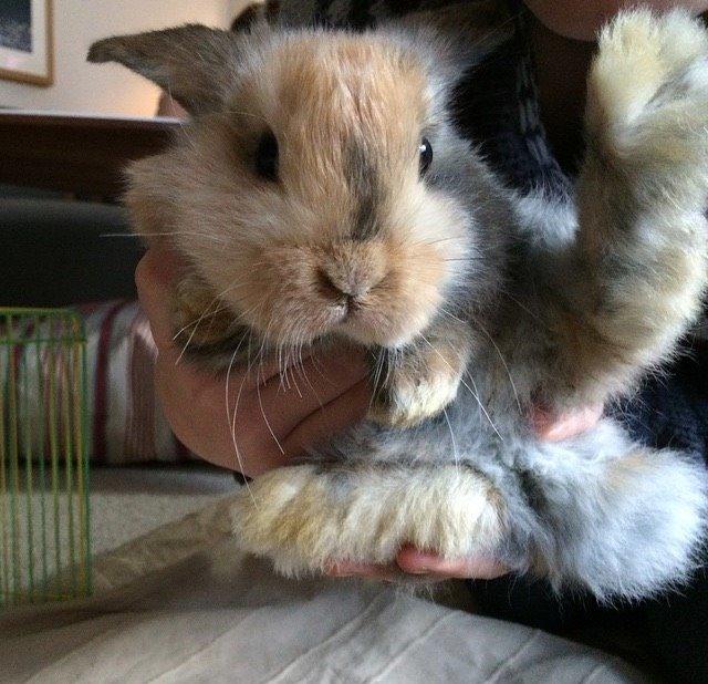 Kanin Cookie?? billede 4