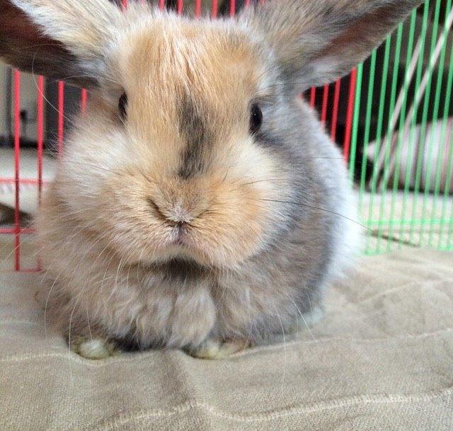 Kanin Cookie?? billede 5