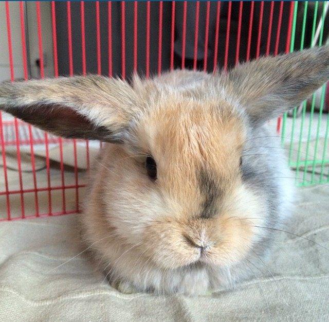 Kanin Cookie?? billede 6