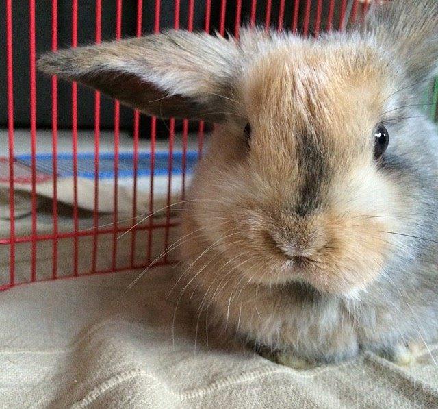 Kanin Cookie?? billede 7