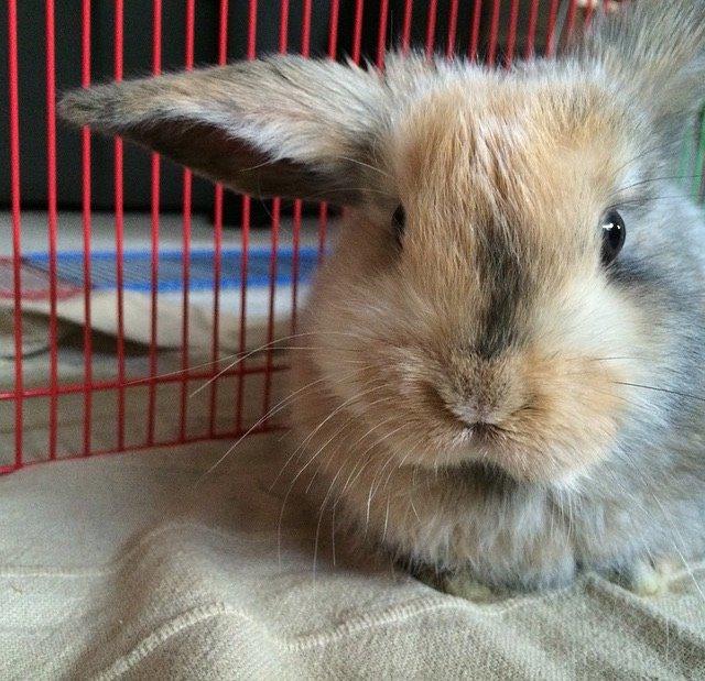 Kanin Cookie?? billede 8