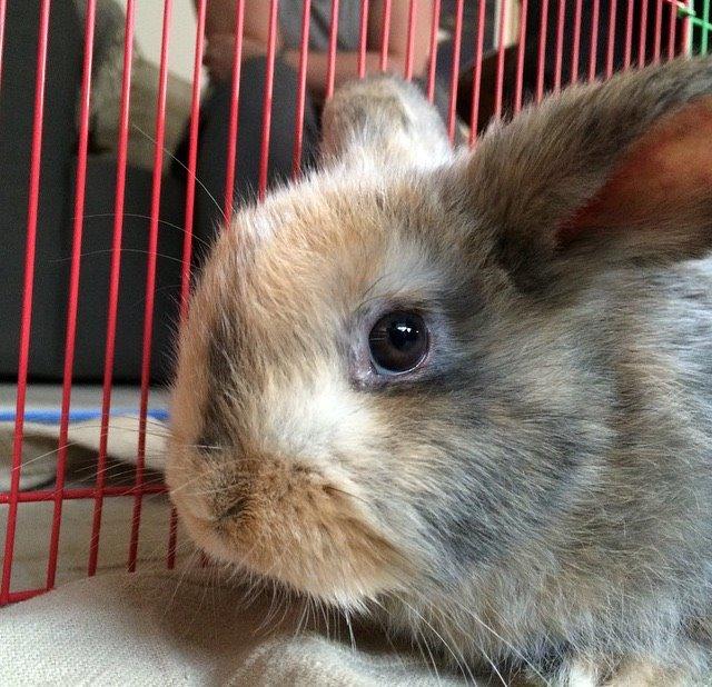 Kanin Cookie?? billede 9