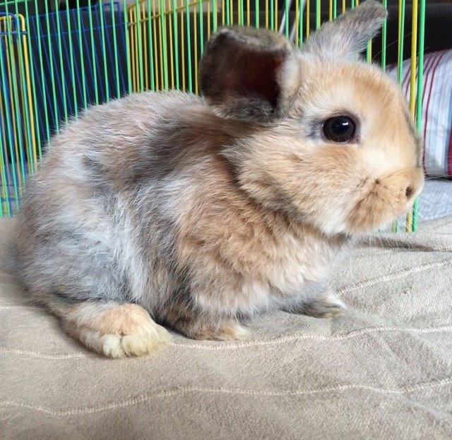 Kanin Cookie?? billede 3