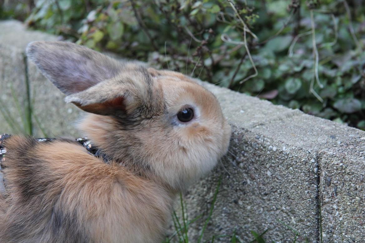 Kanin Cookie?? billede 11