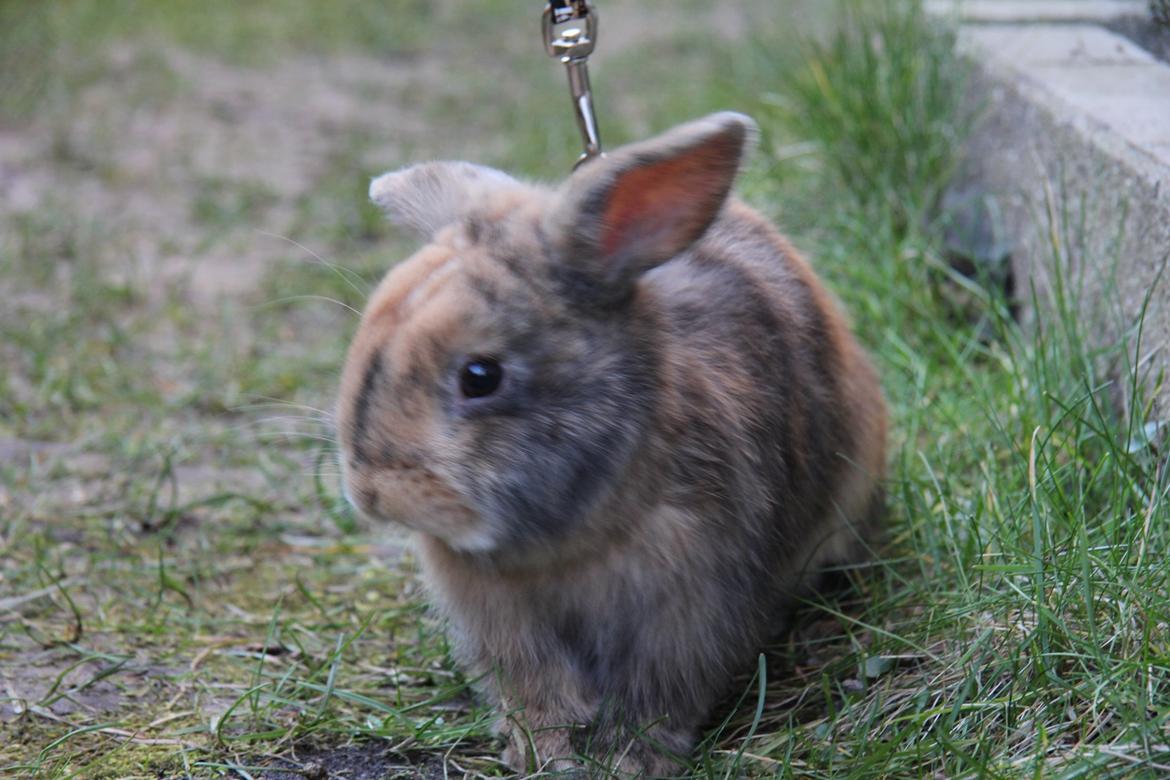 Kanin Cookie?? billede 12