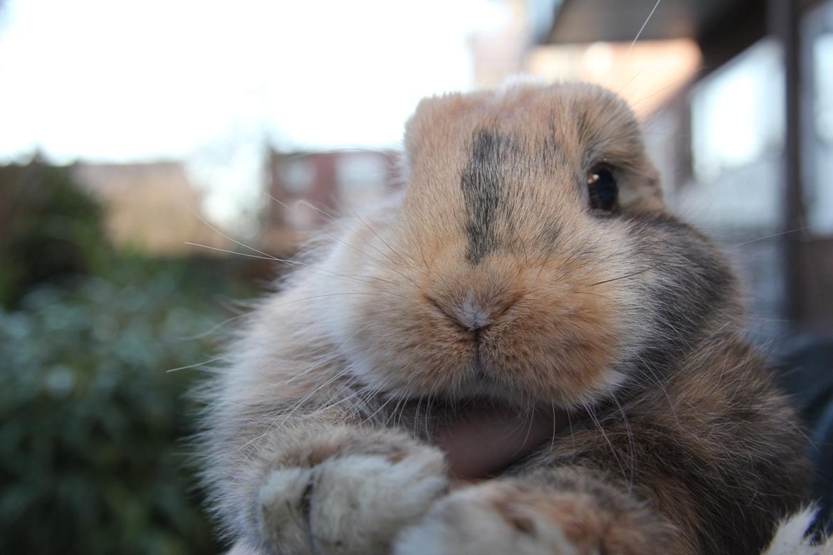 Kanin Cookie?? billede 13