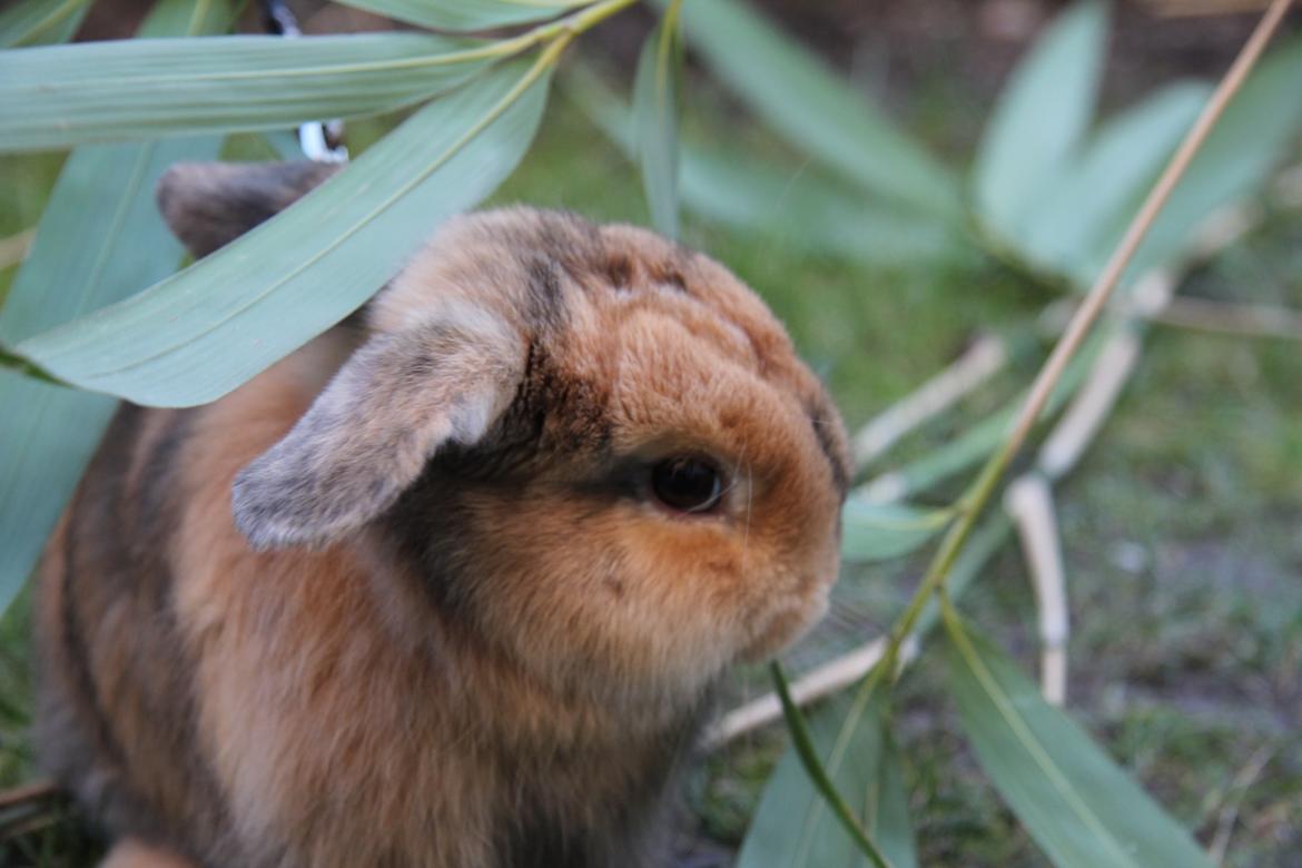 Kanin Cookie?? billede 14