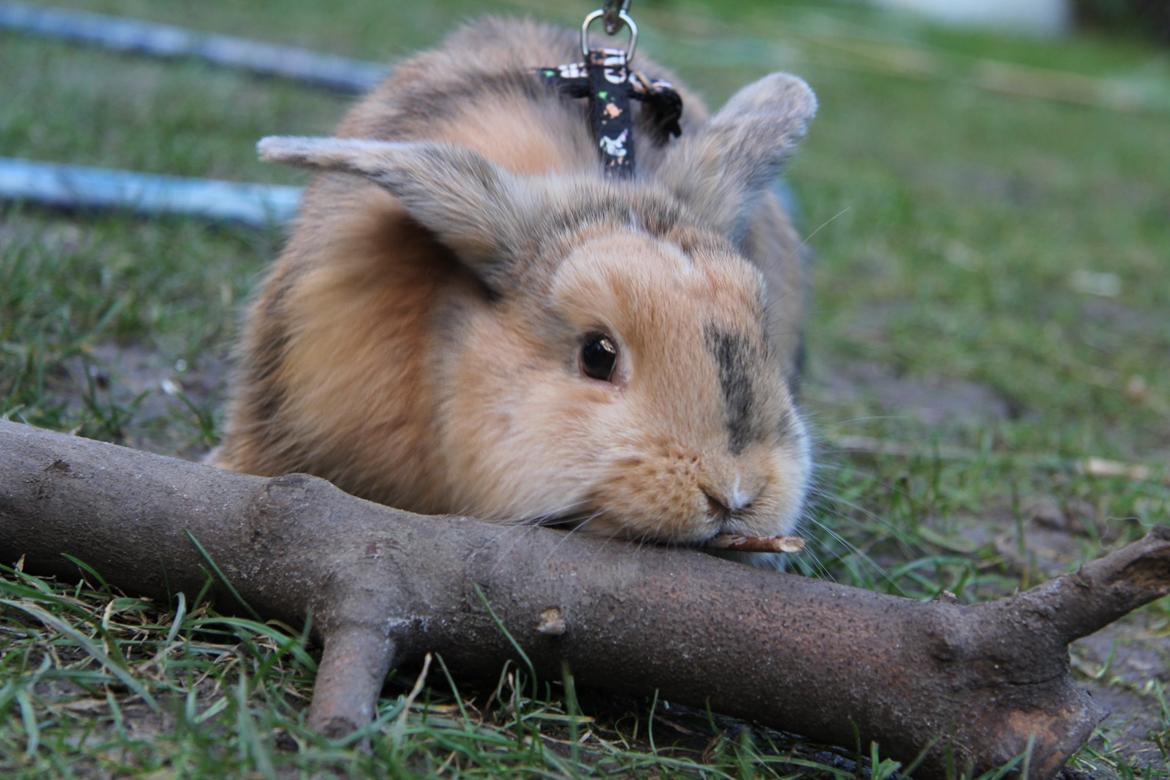 Kanin Cookie?? billede 15