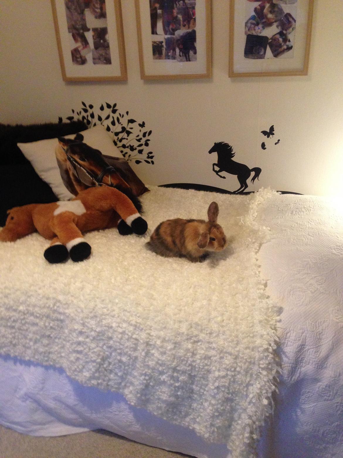 Kanin Cookie?? billede 16