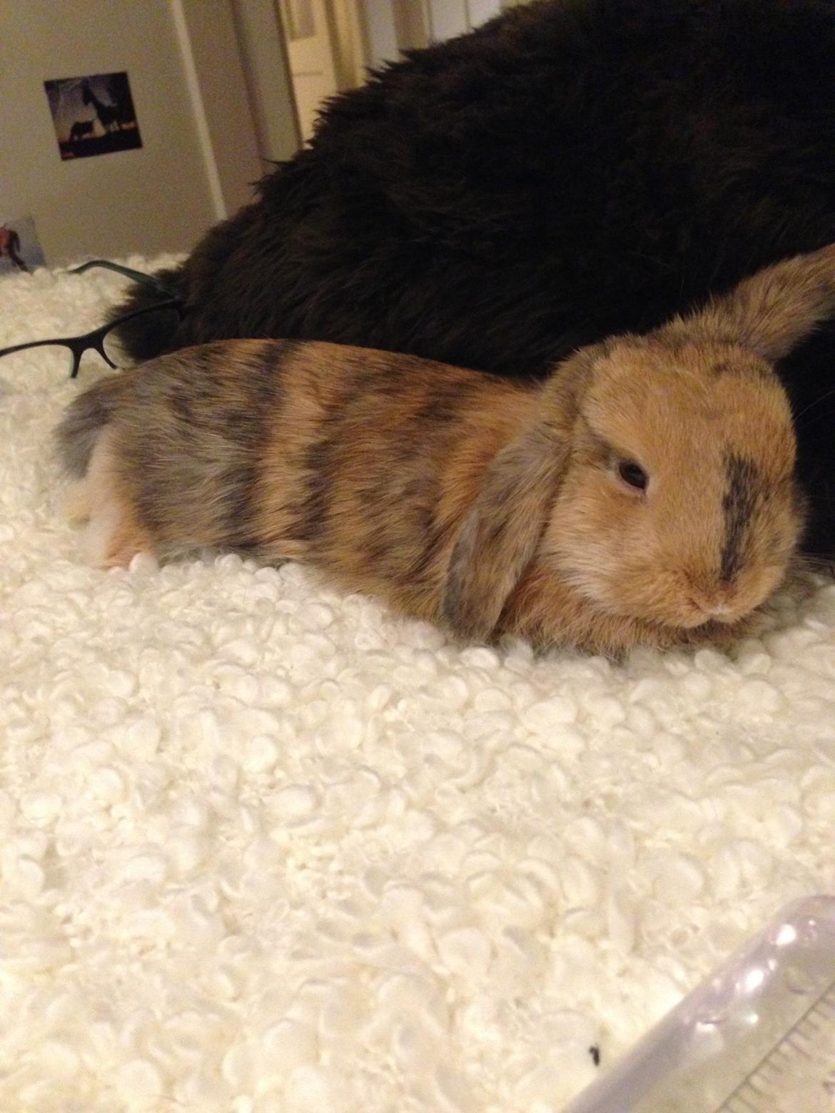 Kanin Cookie?? billede 17