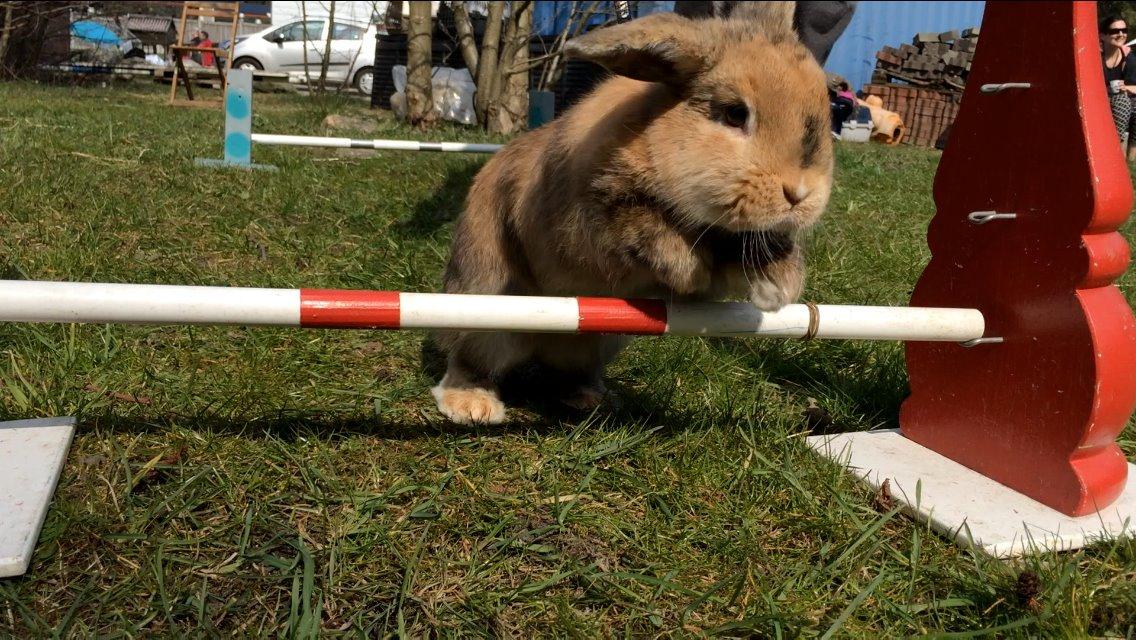 Kanin Cookie?? billede 18