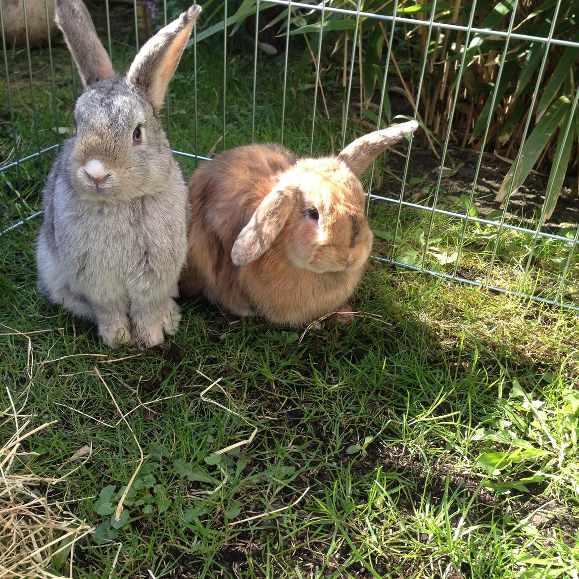 Kanin Cookie?? billede 19