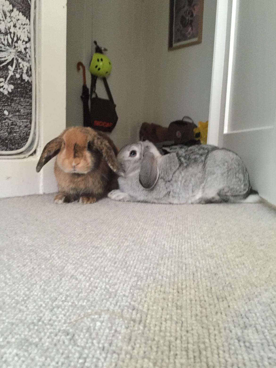 Kanin Cookie?? billede 20