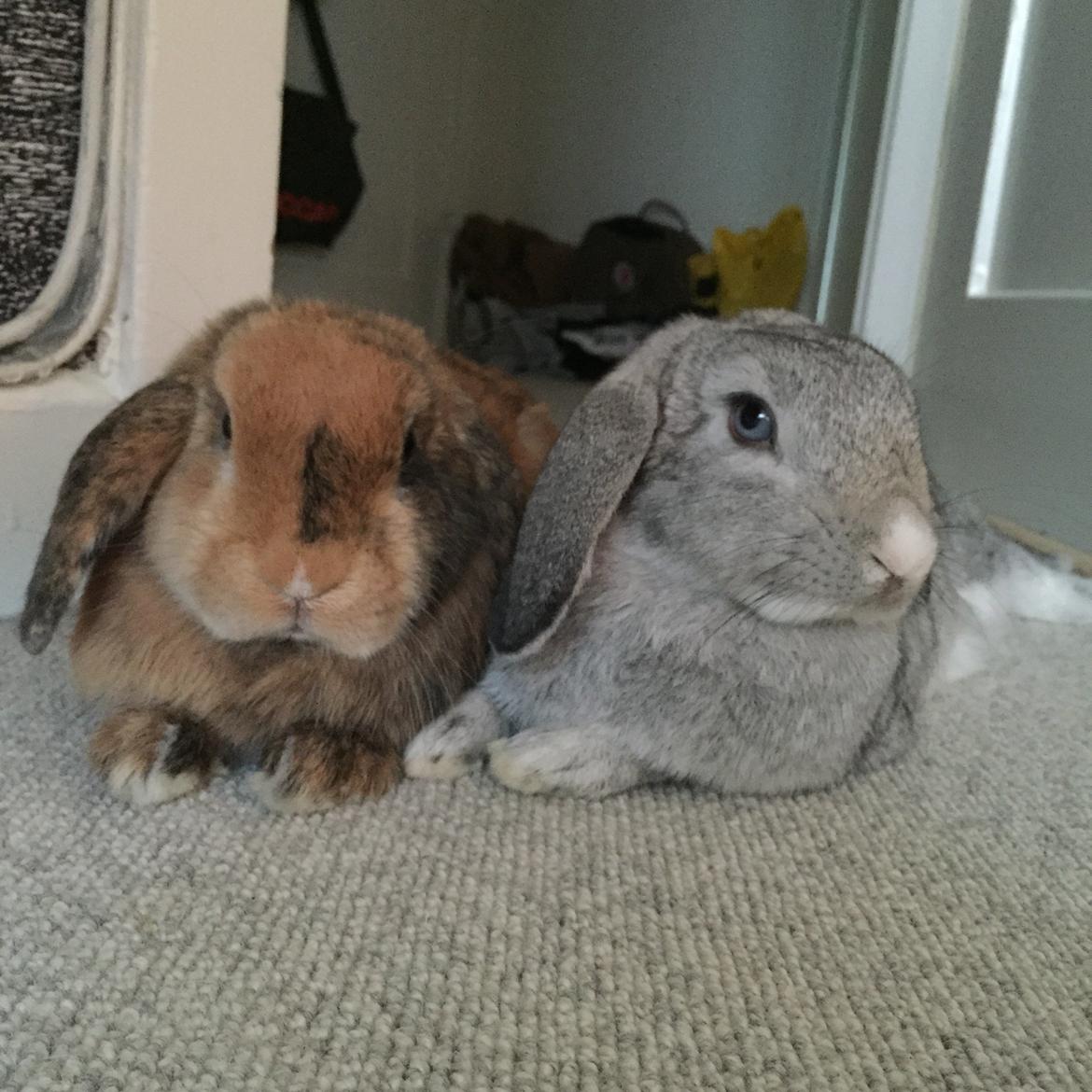 Kanin Cookie?? billede 21