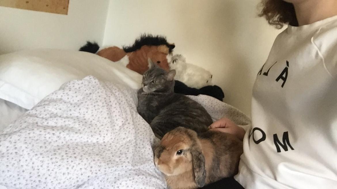 Kanin Cookie?? billede 23