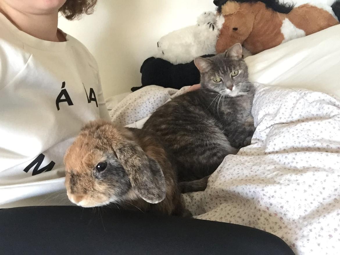 Kanin Cookie?? billede 24