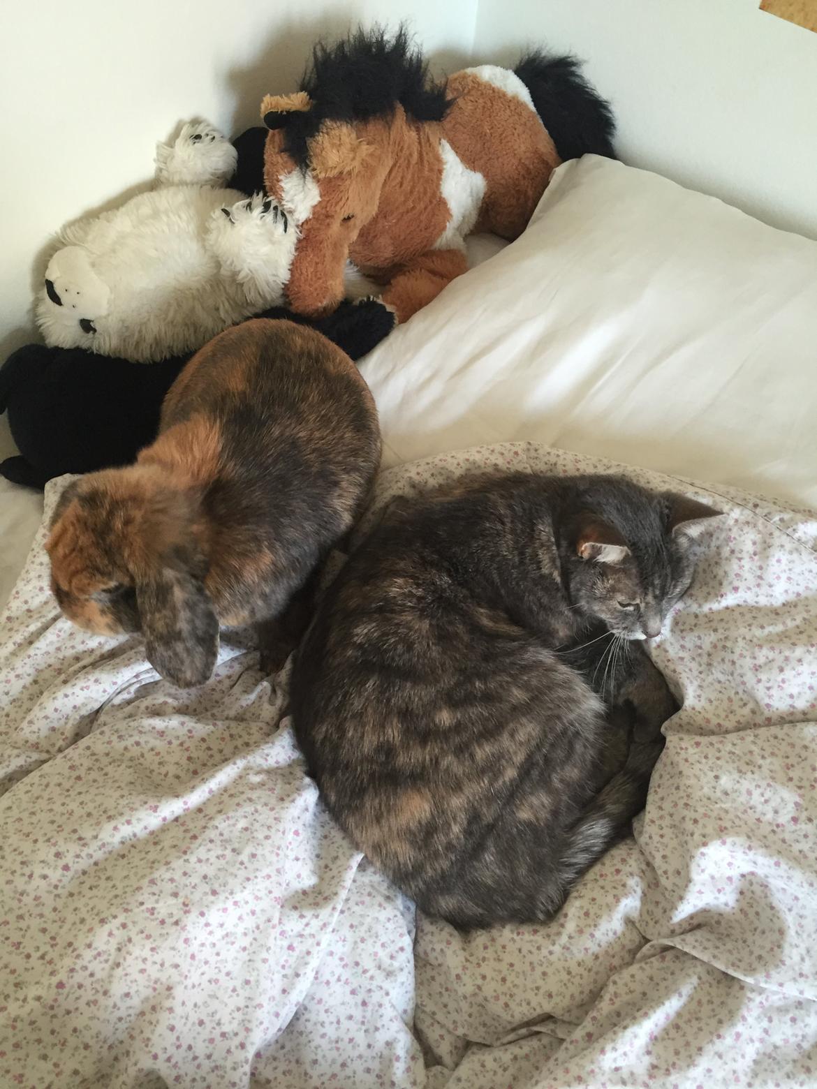 Kanin Cookie?? billede 25