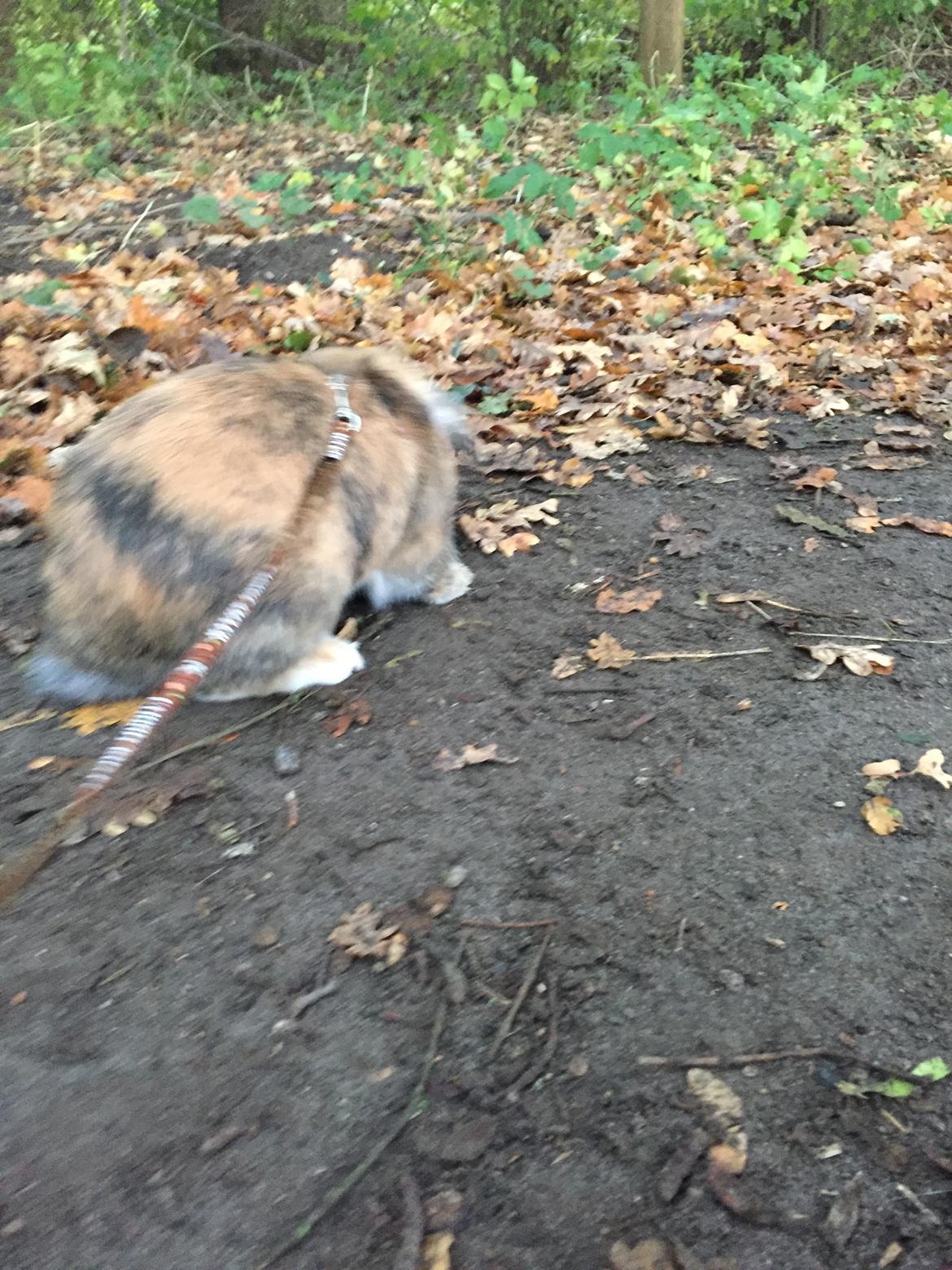 Kanin Cookie?? billede 26