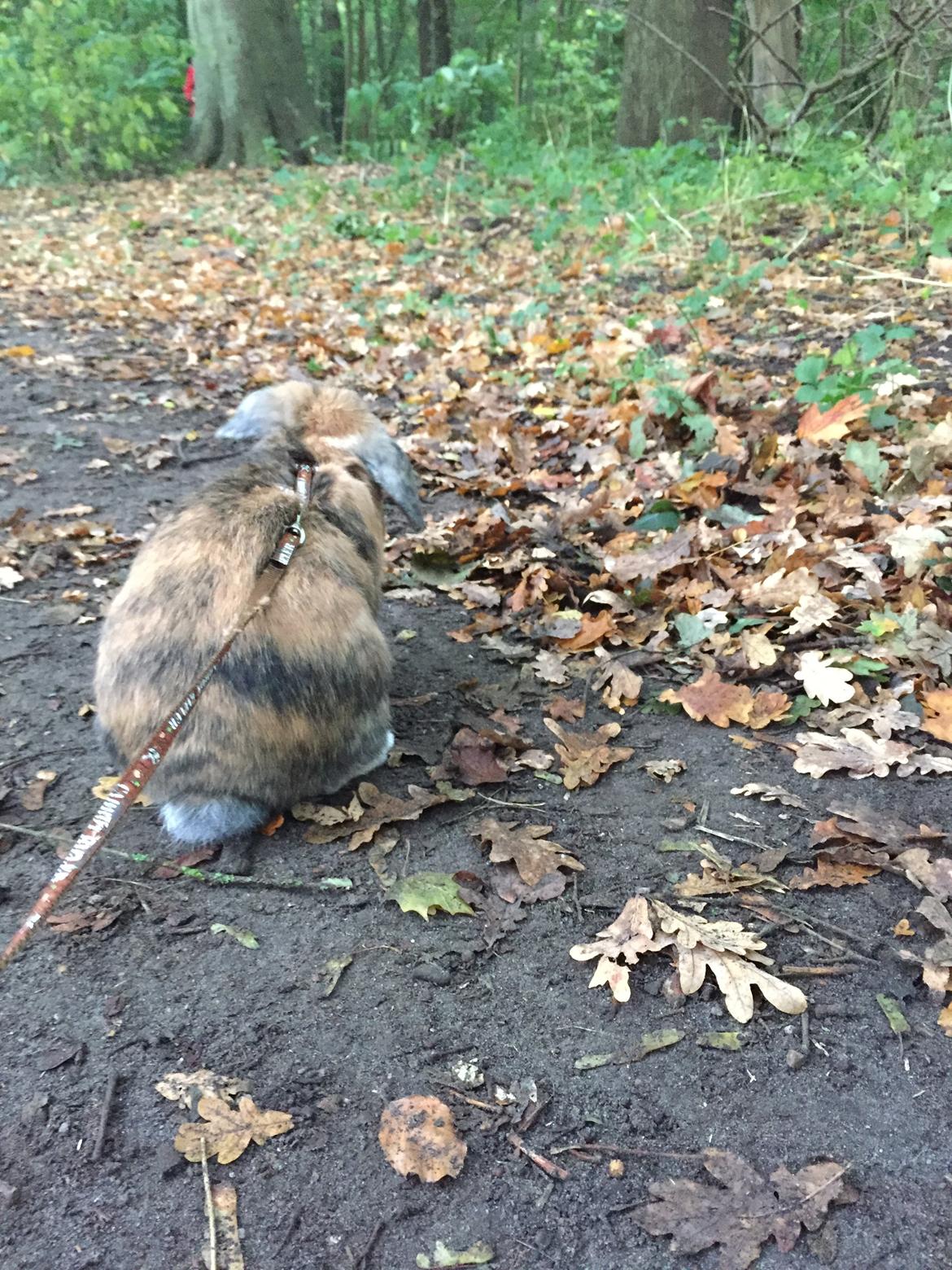 Kanin Cookie?? billede 27