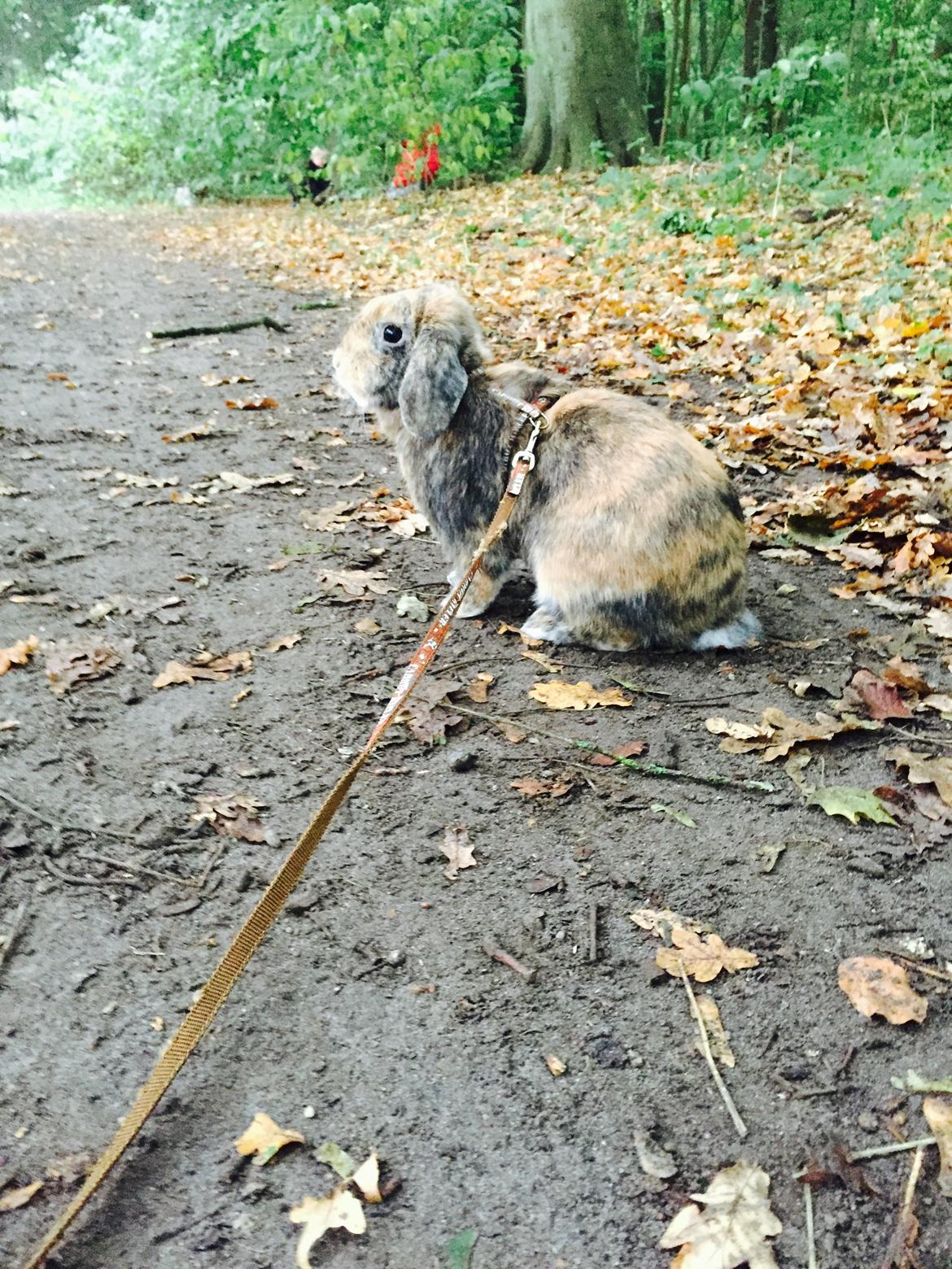 Kanin Cookie?? billede 28