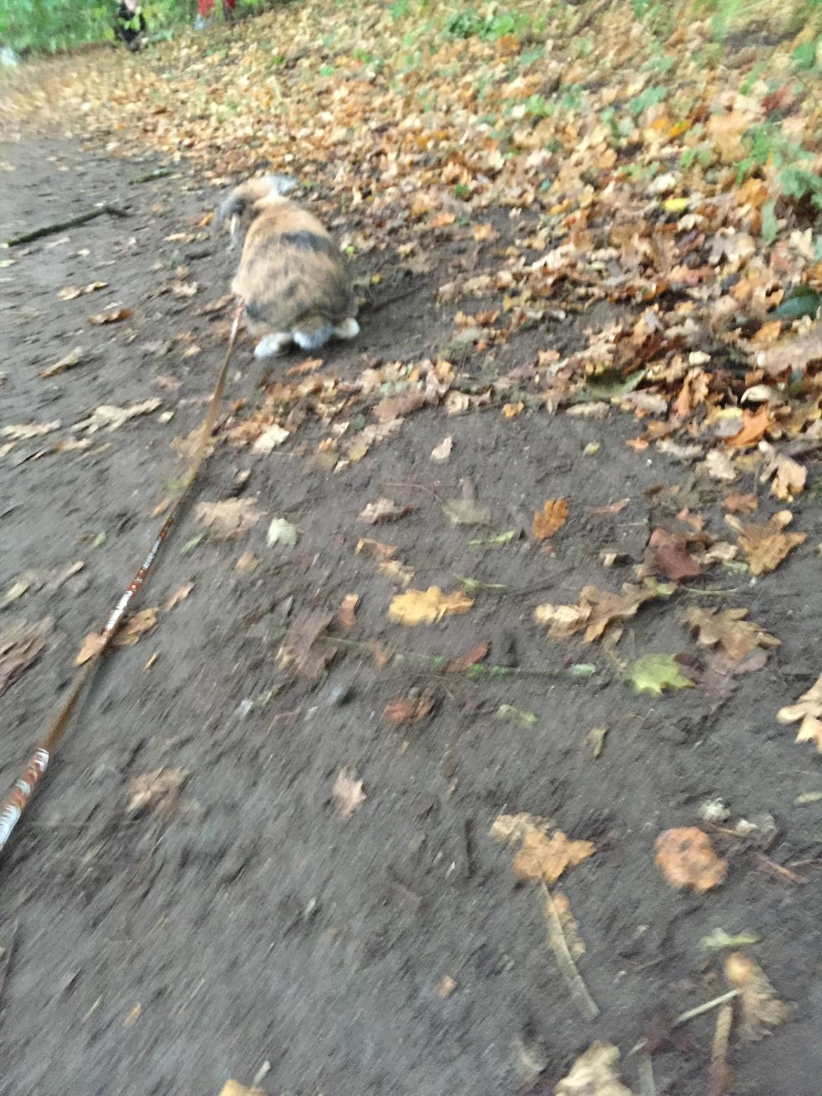 Kanin Cookie?? billede 29