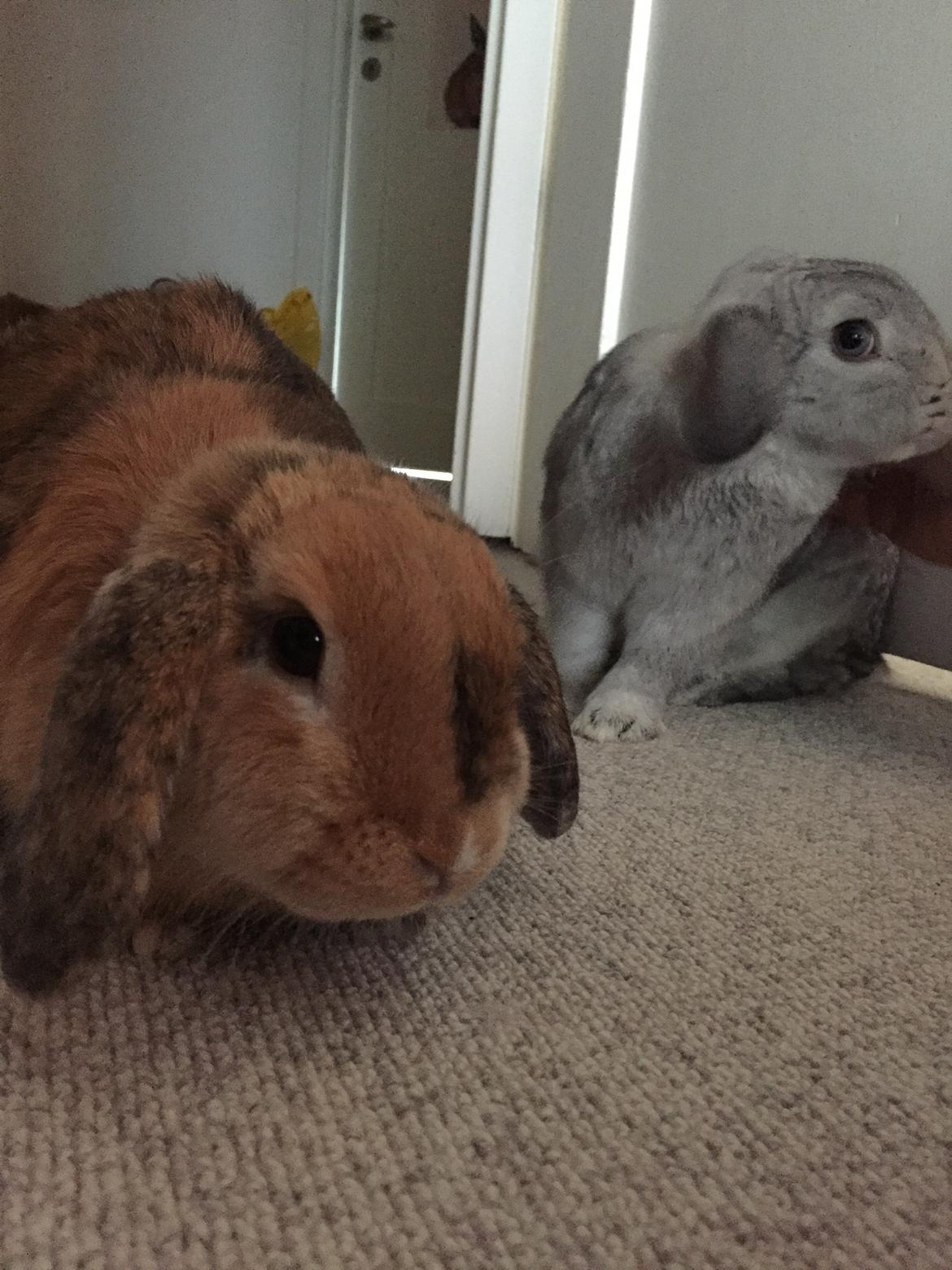 Kanin Cookie?? billede 22