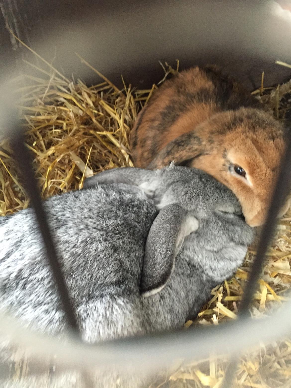 Kanin Cookie?? billede 31