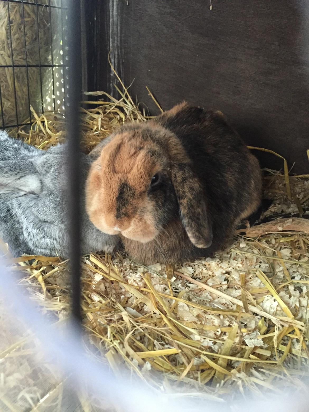 Kanin Cookie?? billede 30