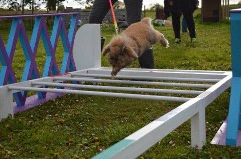 Kanin Jordbærgårdens Exotic Kaki billede 16